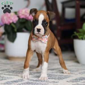 Indigo, Boxer Puppy